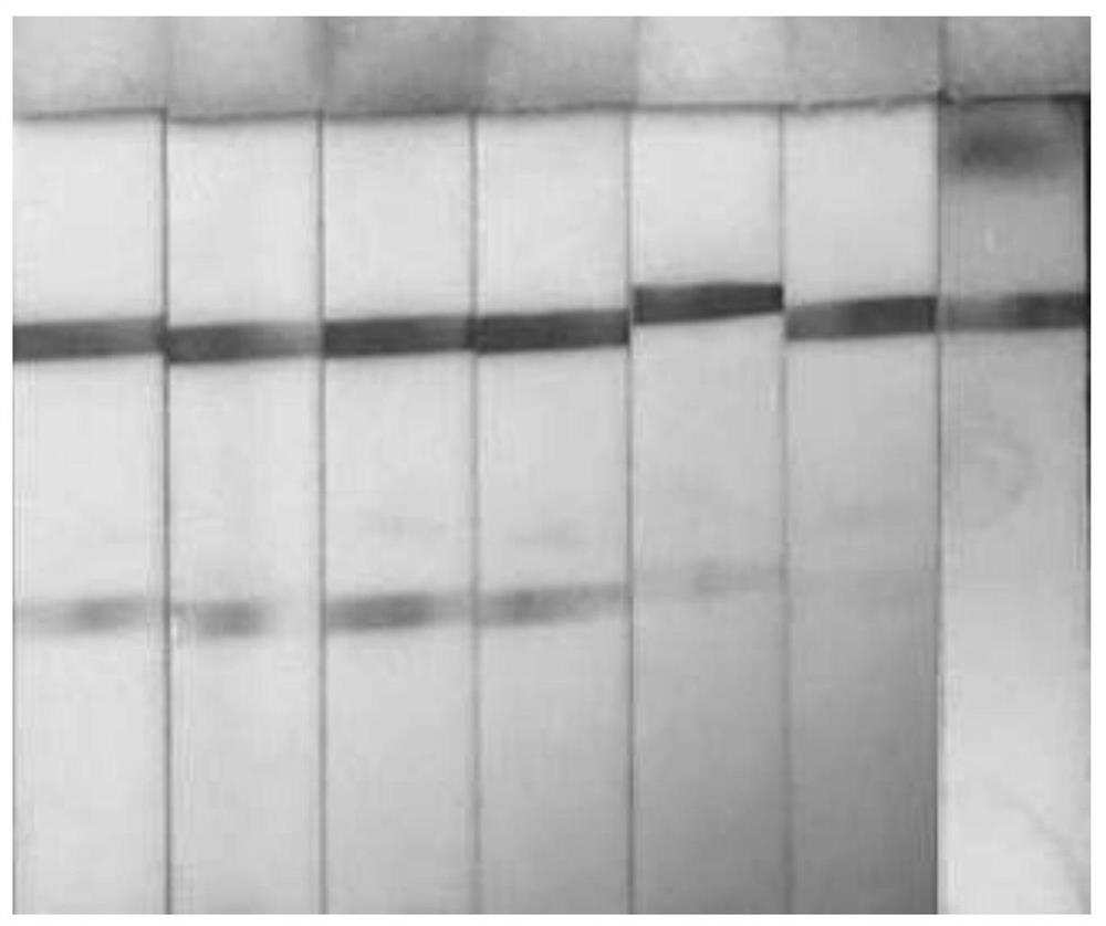 Establishment of a highly sensitive detection method for dengue virus based on nano-magnetic beads immunochromatography