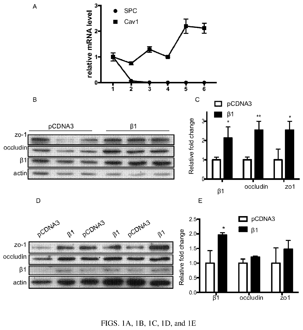 Enhancing epithelial or endothelial barrier function