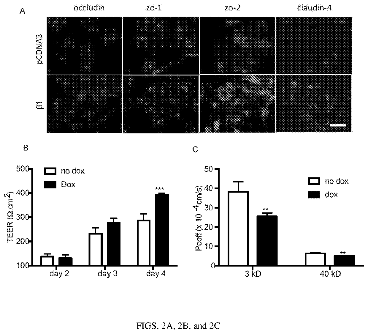 Enhancing epithelial or endothelial barrier function