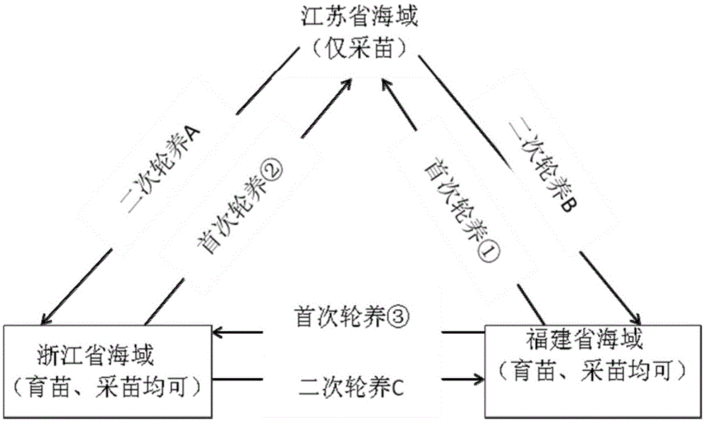 Alternate utilization method of porphyra haitanensis shell conchocelis