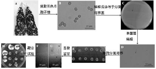 A kind of smut haploid strain uet1 and its application