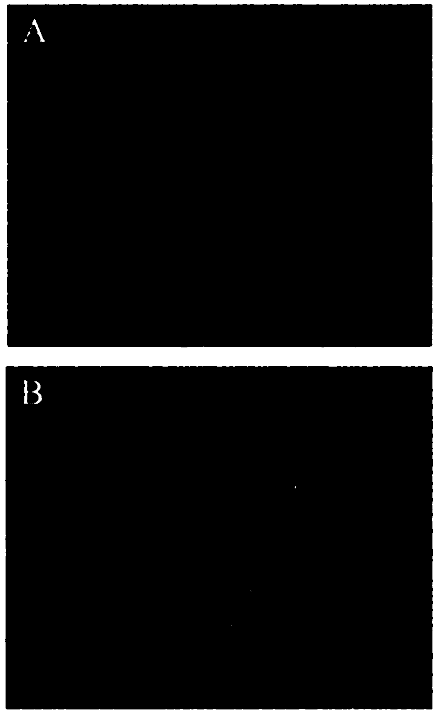 Magnetic graphene enzyme-mimicking property-based acetylcholine visual-detection method