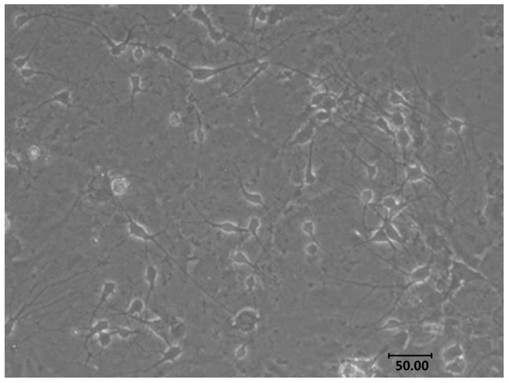 Method for culturing primary hippocampal neurons