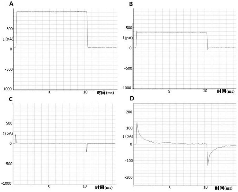 Method for culturing primary hippocampal neurons