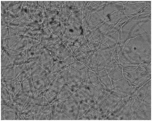 Biocontrol actinomycetes strain for controlling pepper phytophthora blight, and application of strain