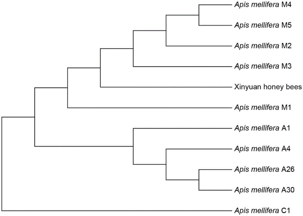 SNP marker as well as application and detection method thereof