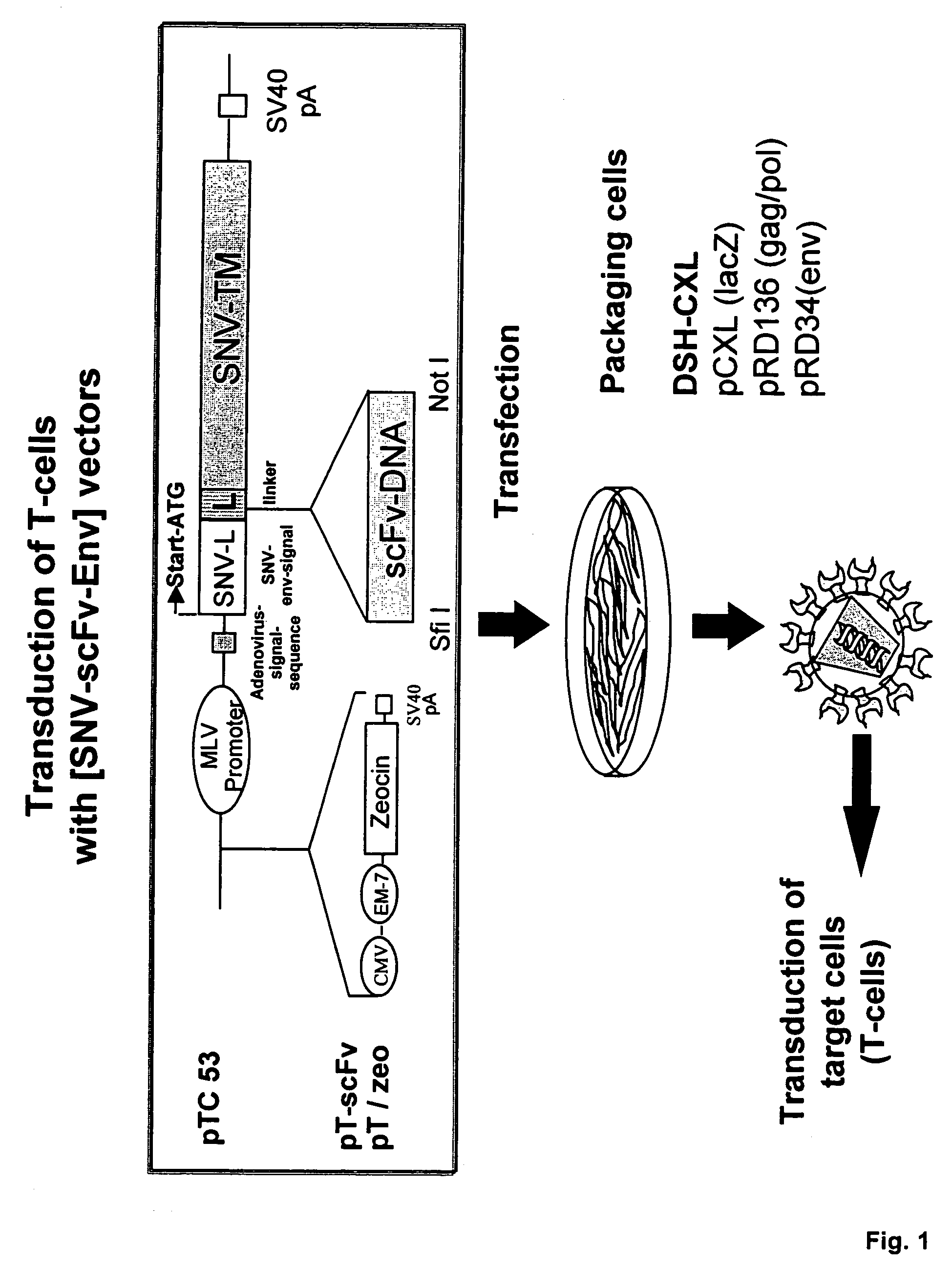 Cell-specific retroviral vectors with antibody domains and method for the production thereof for selective gene transfer