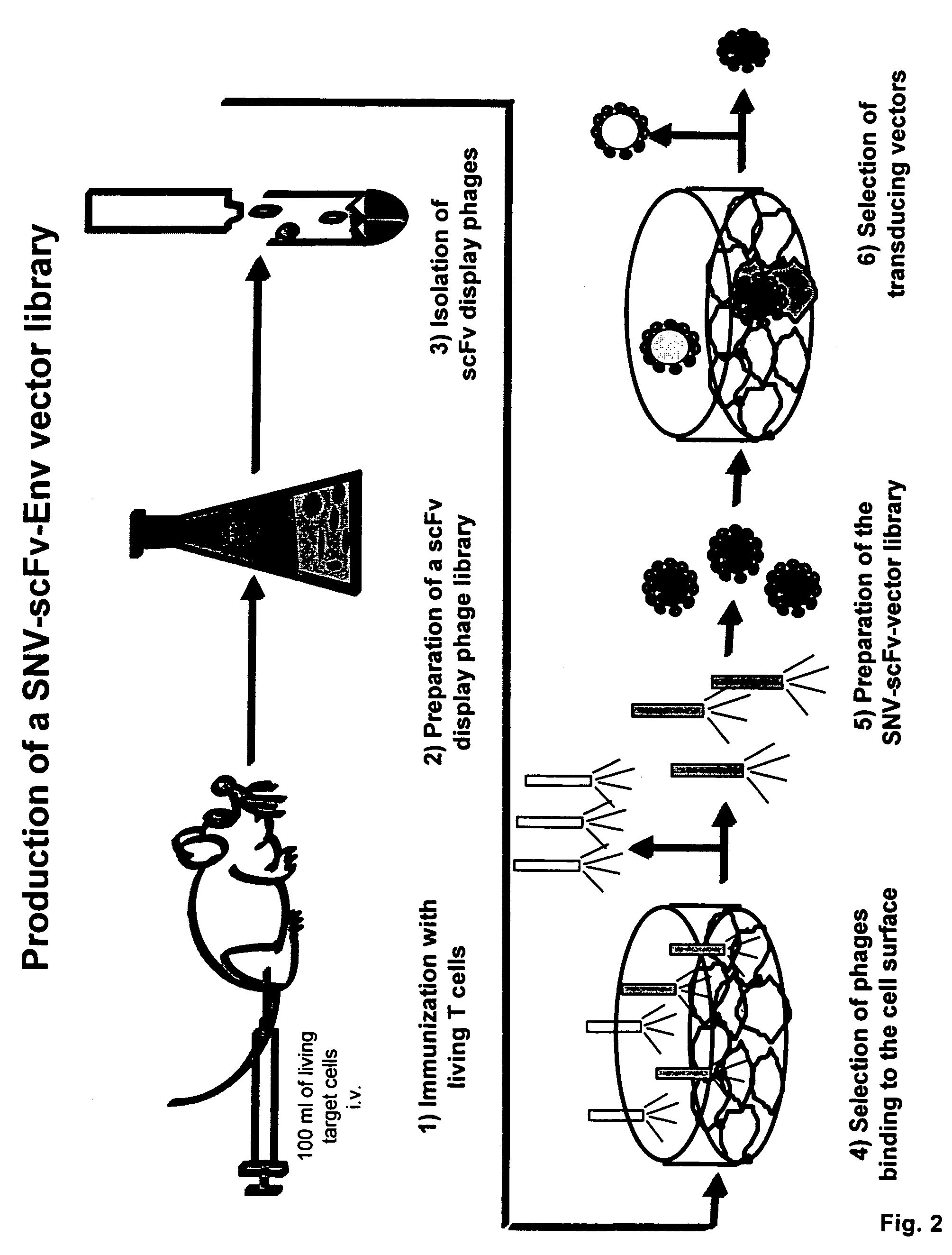 Cell-specific retroviral vectors with antibody domains and method for the production thereof for selective gene transfer