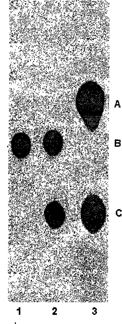 Engineering strain for directly producing gernebcin and use thereof