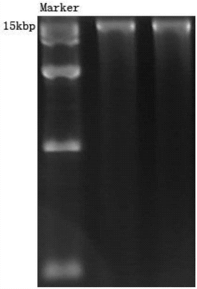 DNA (deoxyribonucleic acid) molecular markers for identifying early bolting of angelica sinensis and application of DNA molecular markers