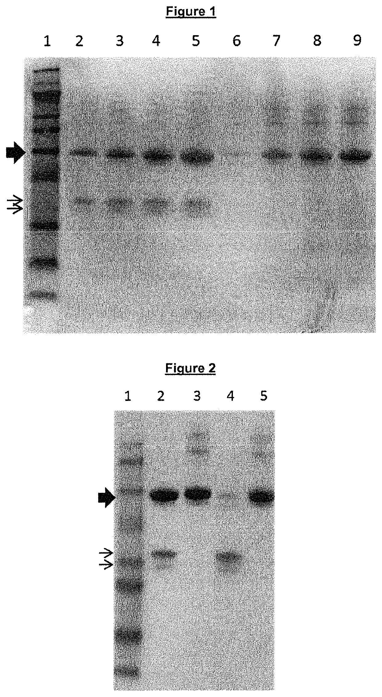 Regulated PepC expression