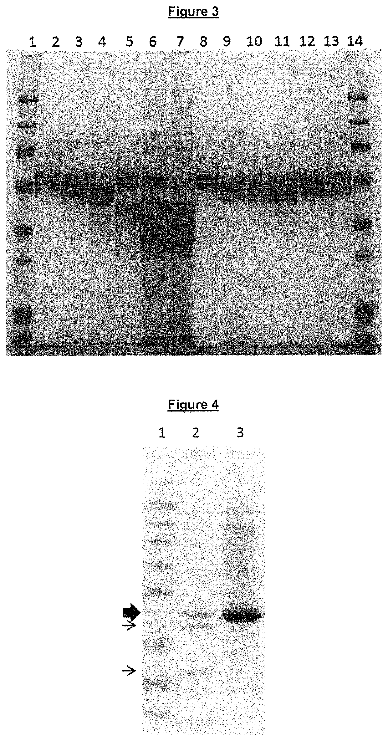 Regulated PepC expression