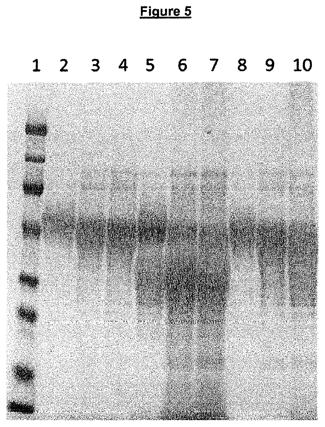 Regulated PepC expression