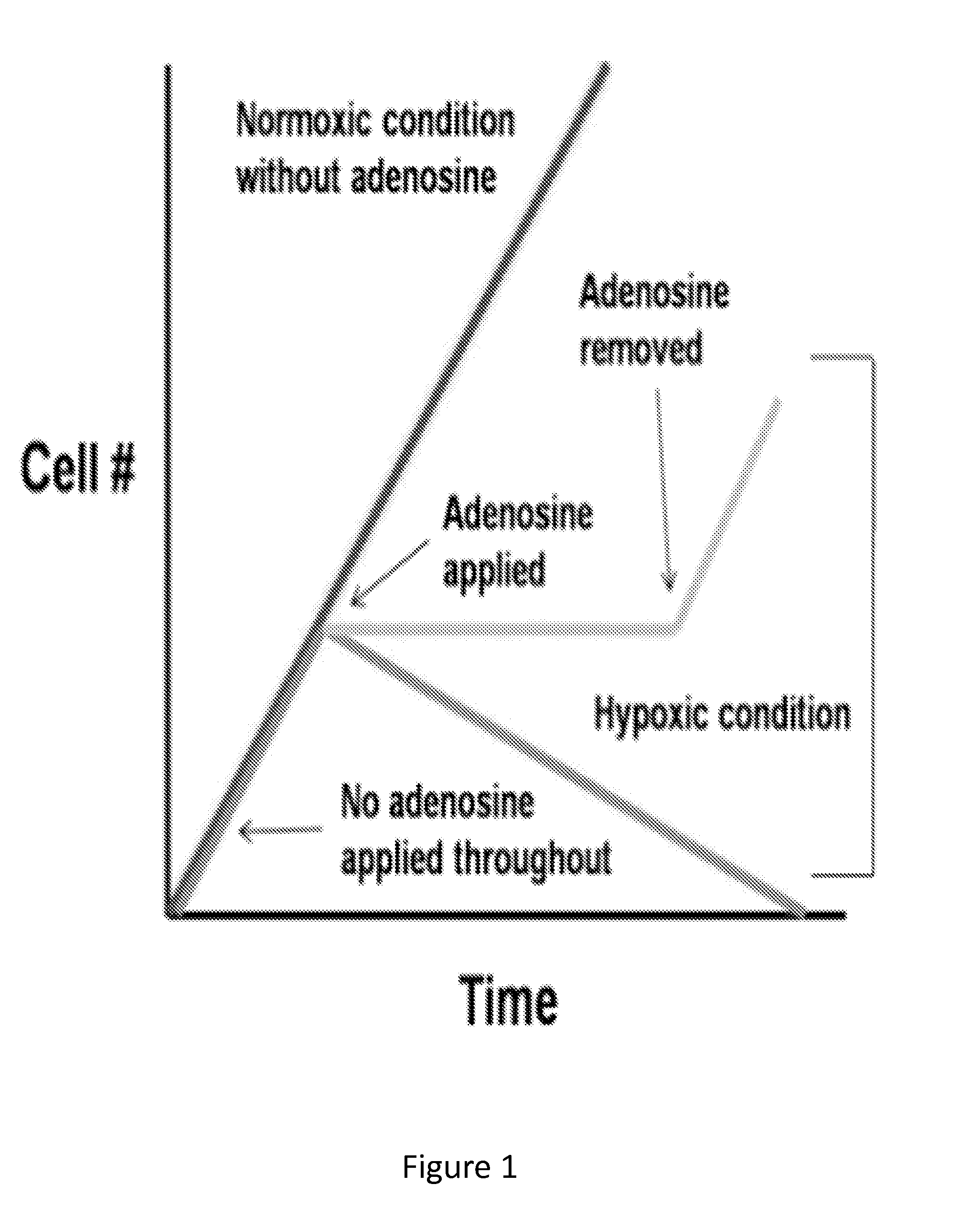 Metabolic downregulation for cell survival