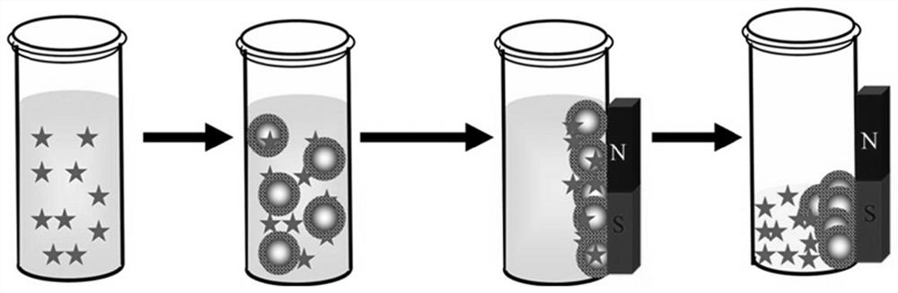 A kind of magnetic sulfonic acid functionalized cofs material and its preparation method and application