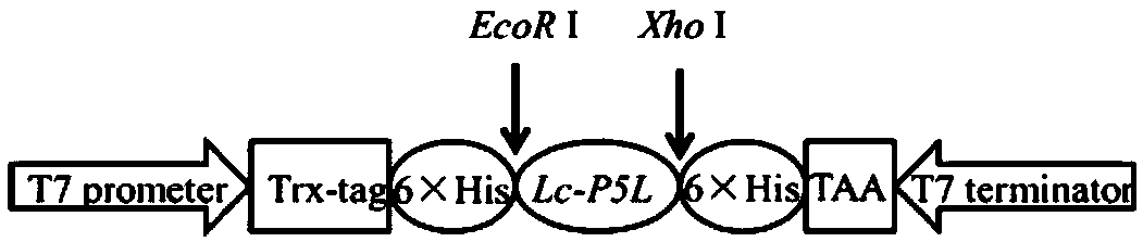 Larimichthys crocea antibacterial peptide piscidin 5 like, preparation method and applications thereof