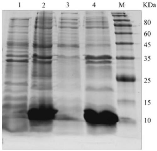 Larimichthys crocea antibacterial peptide piscidin 5 like, preparation method and applications thereof