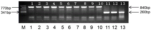 KASP labeled primer for detecting Wx-D1 gene in waxy wheat K107Wx1 and application of KASP labeled primer