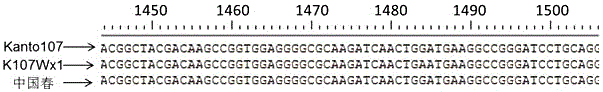 KASP labeled primer for detecting Wx-D1 gene in waxy wheat K107Wx1 and application of KASP labeled primer