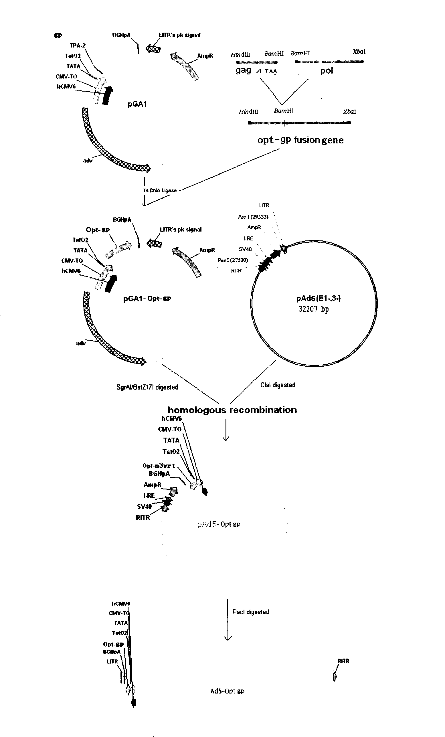 Adenovirus carrier vaccine carrying HIV gene