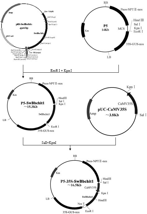 Method for improving beauveria bassiana chitinase gene disease resistance and culturing disease resistance plants adopting method