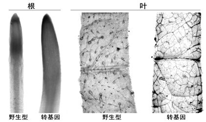 Method for improving beauveria bassiana chitinase gene disease resistance and culturing disease resistance plants adopting method