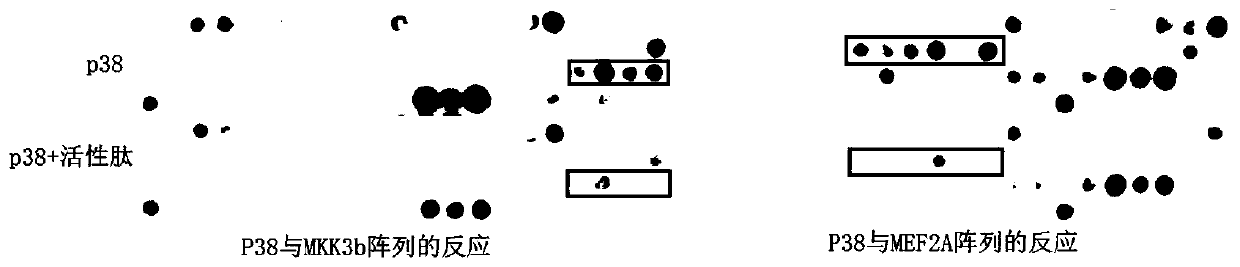 Protein kinase polypeptide inhibitor