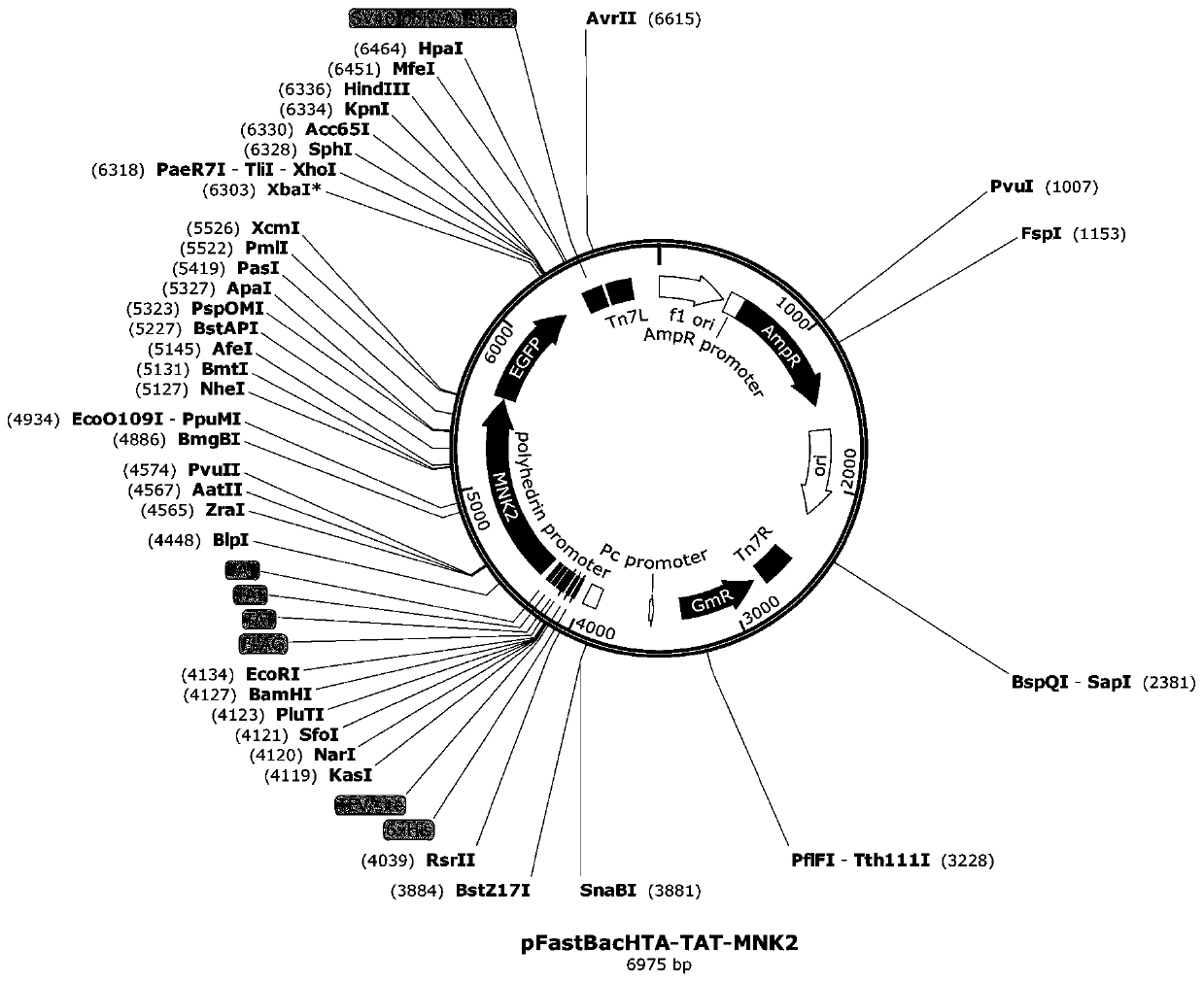 Fusion protein of MNK2 protein kinase and cell-penetrating peptide, hydrogel of fusion protein, and application of fusion protein in promoting myocardial regeneration