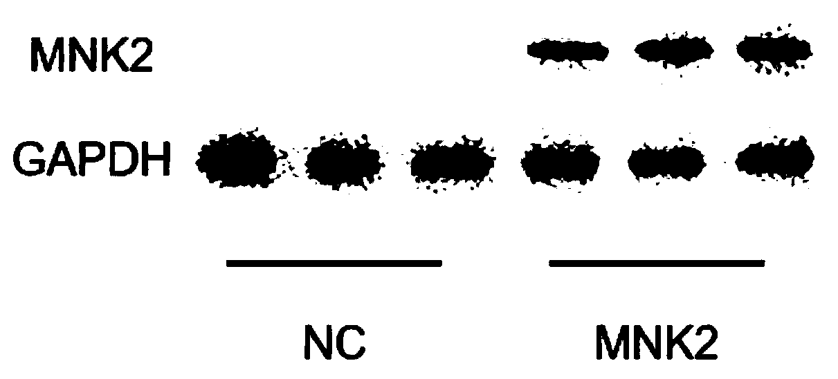 Fusion protein of MNK2 protein kinase and cell-penetrating peptide, hydrogel of fusion protein, and application of fusion protein in promoting myocardial regeneration