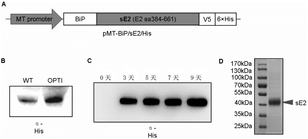 Preparation and application of hepatitis C virus recombinant protein