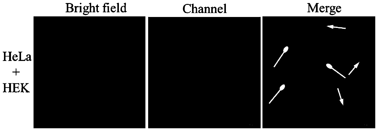 Near-infrared light-emitting binuclear ruthenium complex as tumor cell recognition and imaging reagent