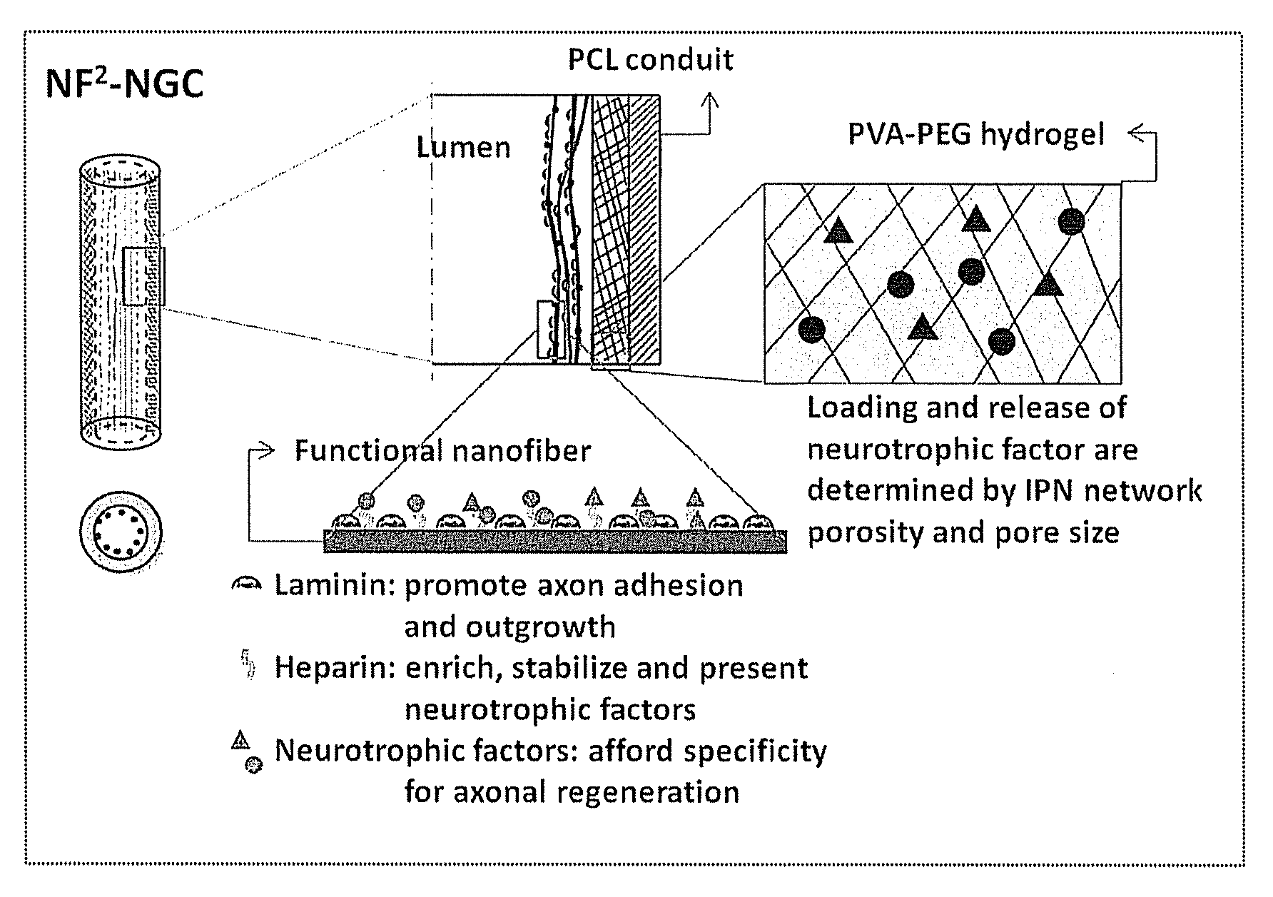 Hydrogel-grafted degradable nerve guides