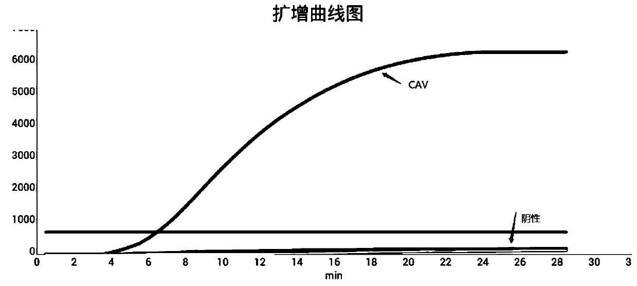 RPA primer pair, probe, kit and detection method for detection of canine adenoviruses