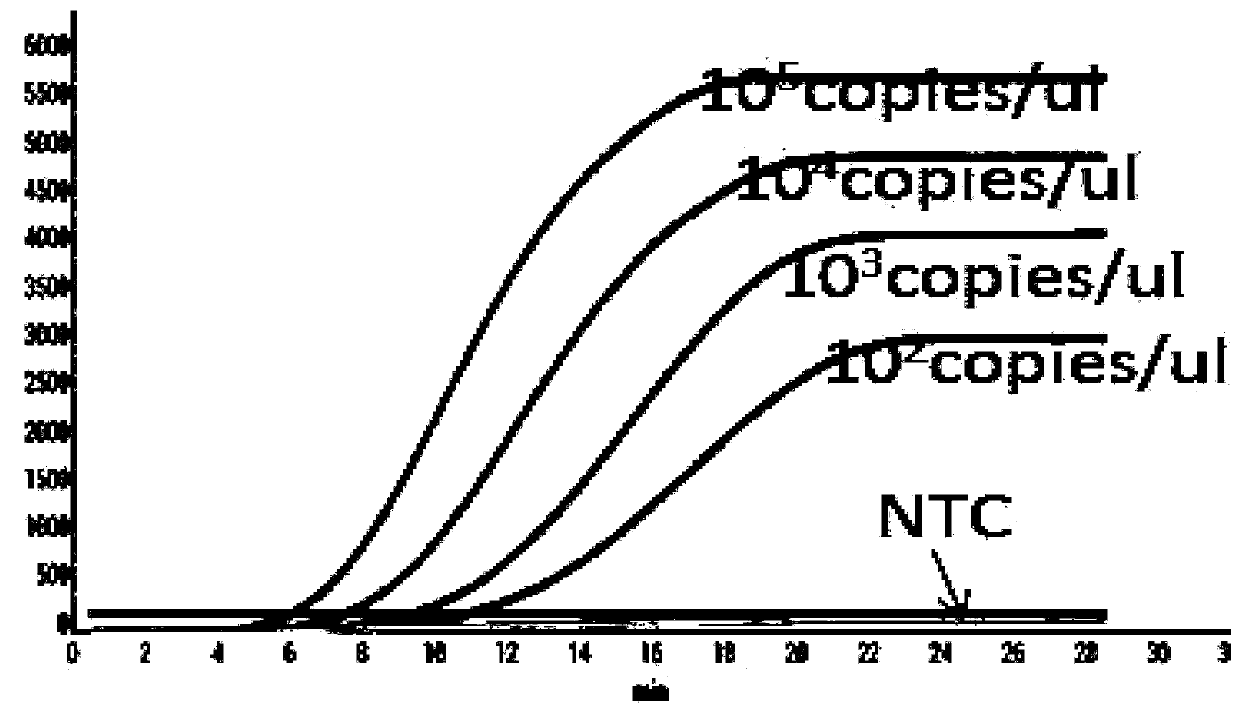 RPA primer pair, probe, kit and detection method for detection of canine adenoviruses