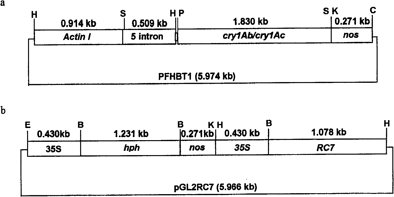 Transgenic rice culture method