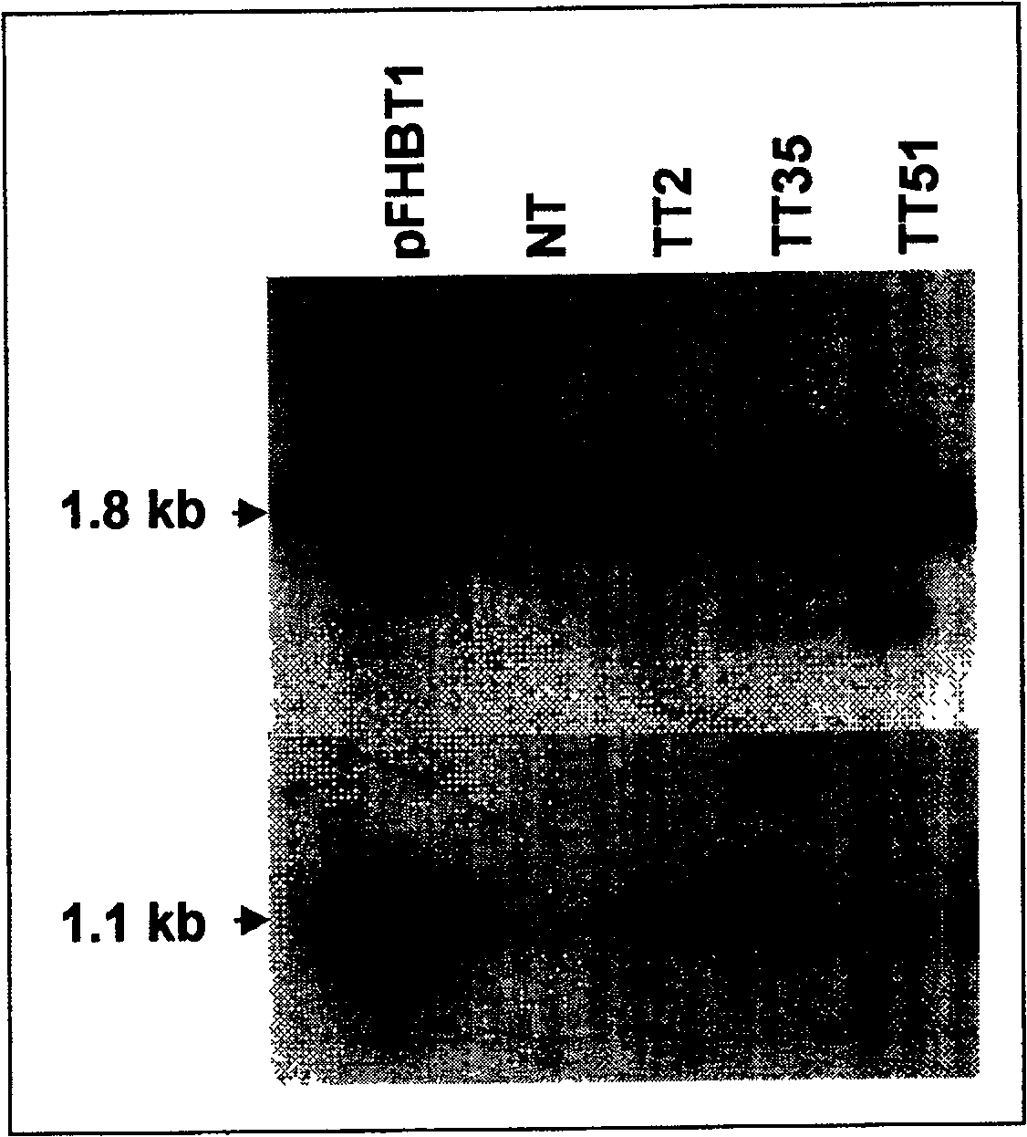 Transgenic rice culture method