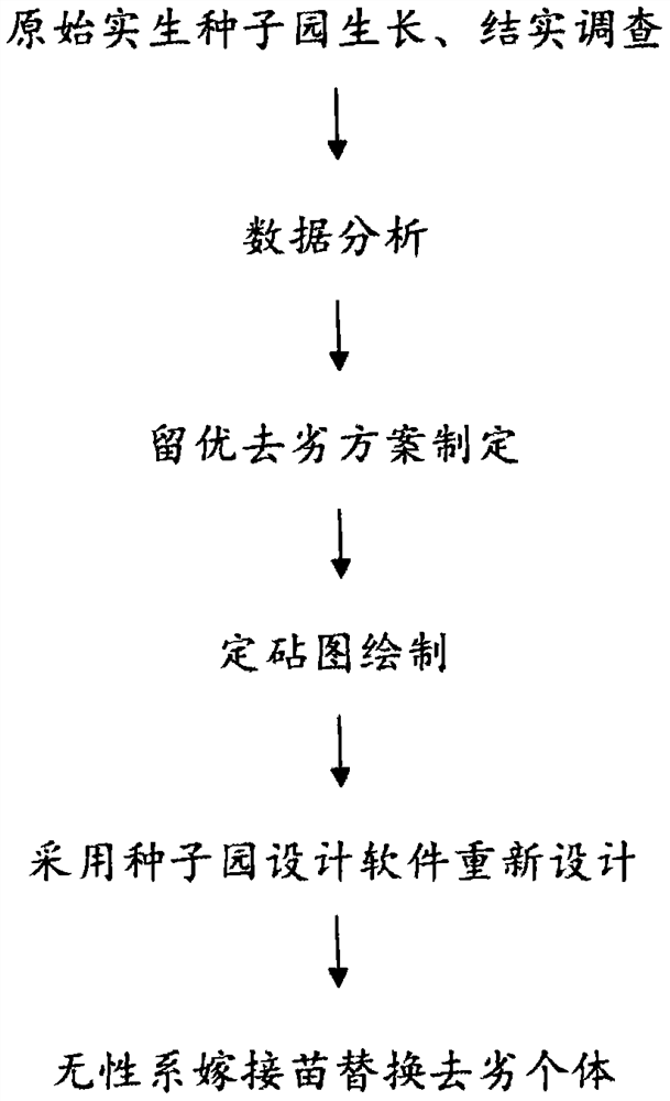 Method for rebuilding forest seedling seed orchard into seedling and clone mixed seed orchard