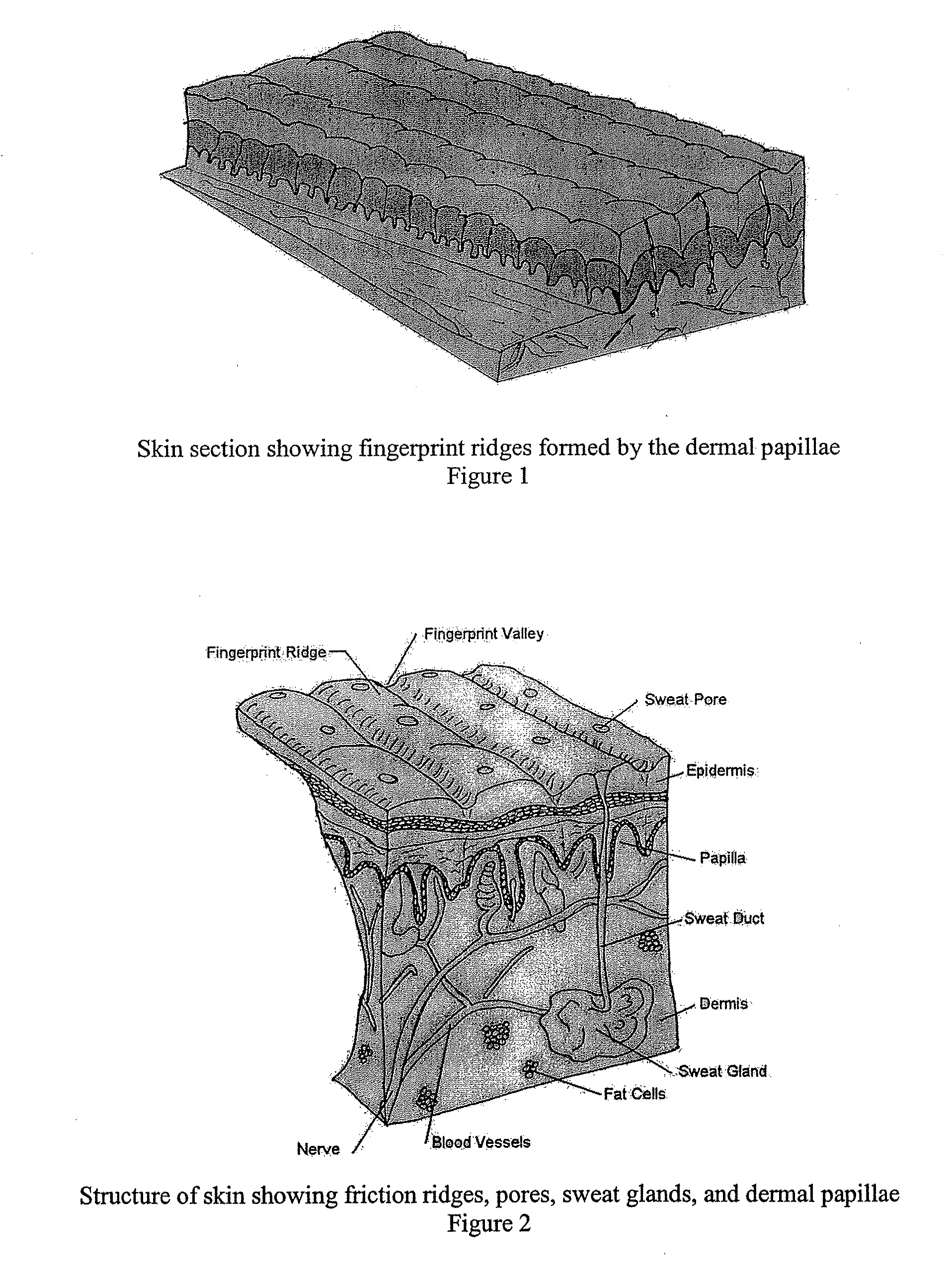 Use Of Papilla Mapping To Determine A Friction-Ridge Surface