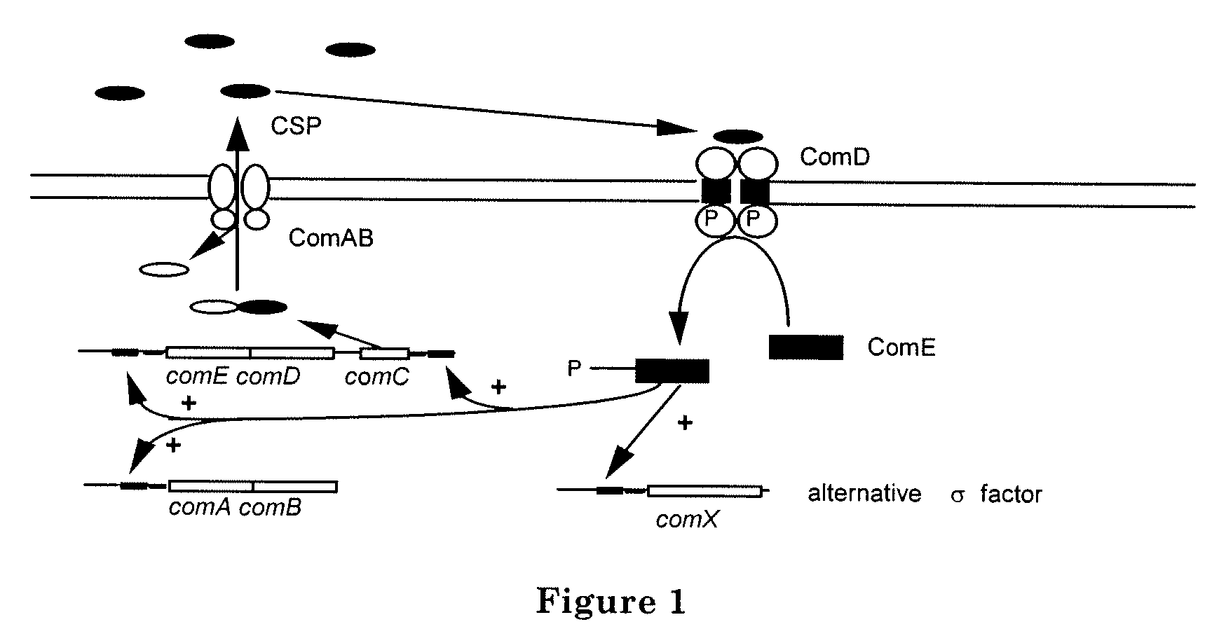 Method of inhibiting bacterial growth and biofilm formation with natural quorum sensing peptides