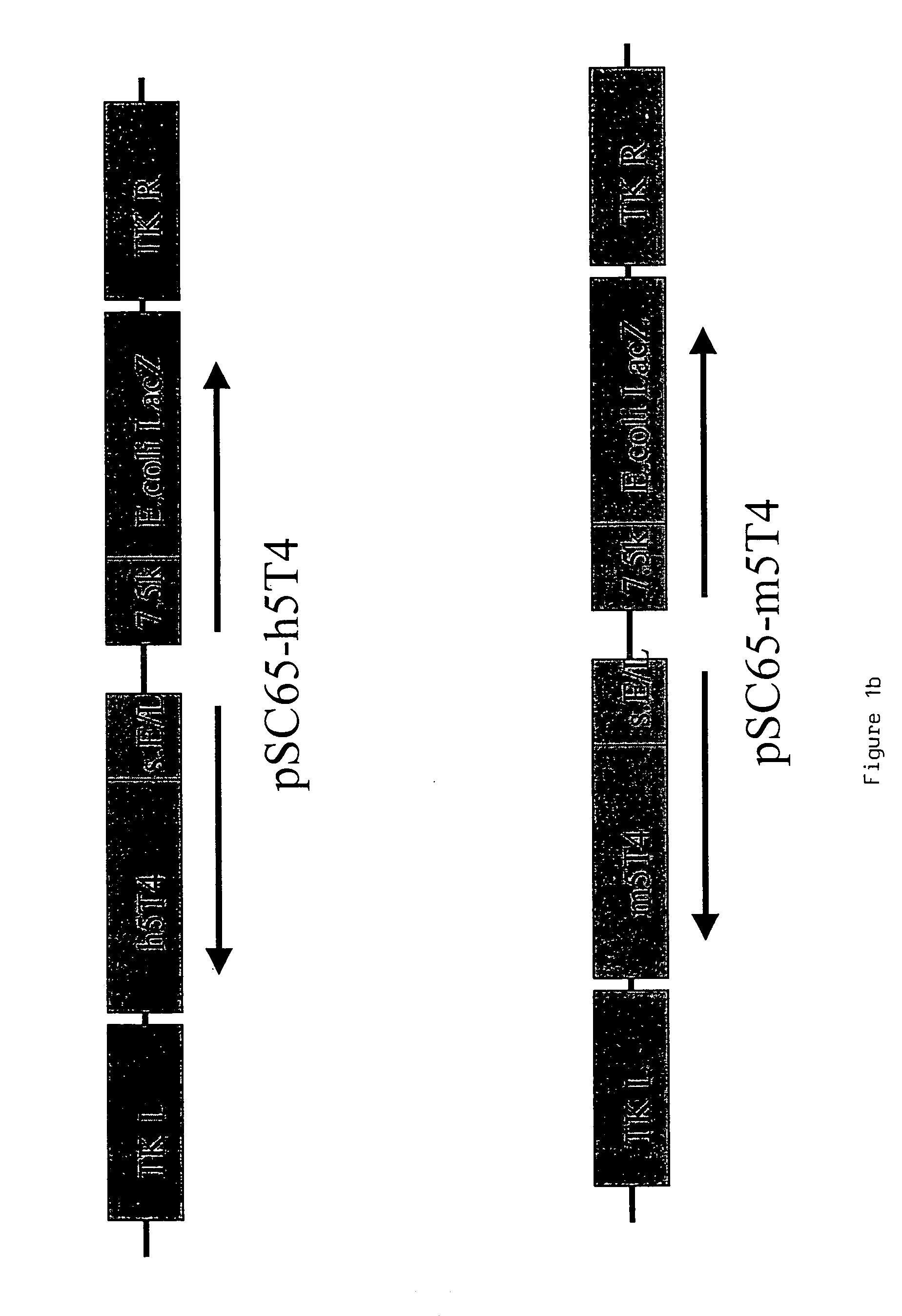 Polypeptide