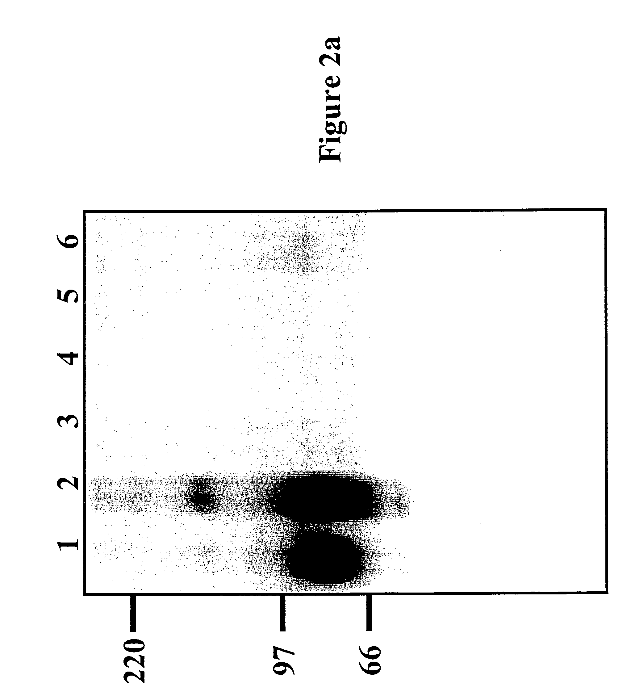 Polypeptide