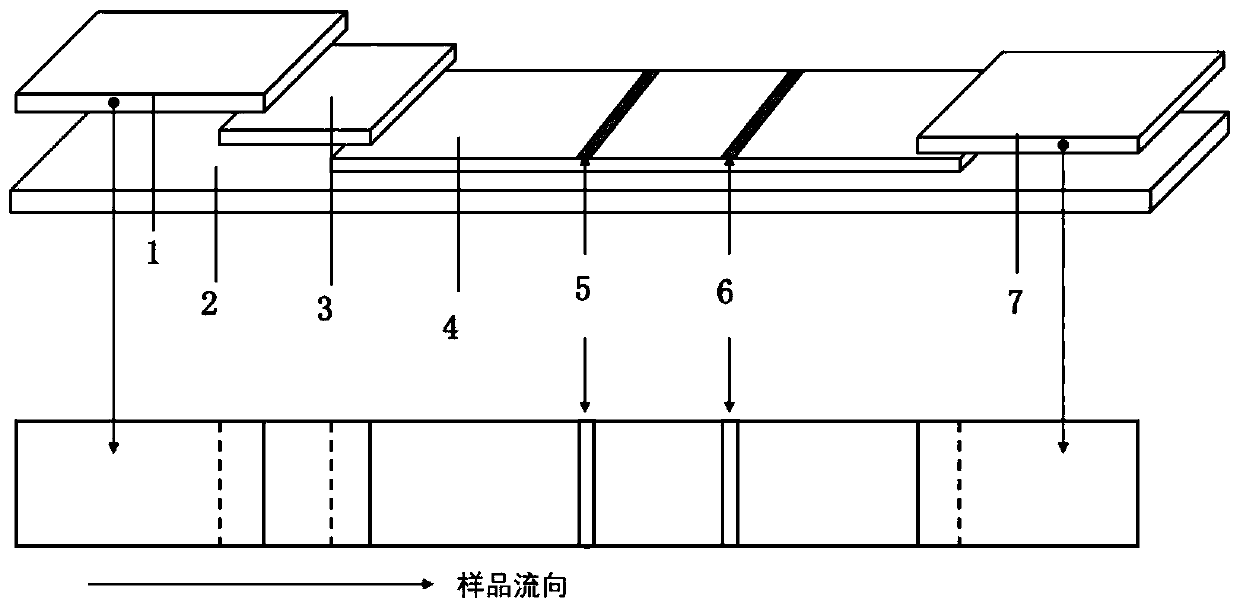 Fluorescence immunochromatography detection test paper strip of trichinellosis as well as preparation method and application thereof