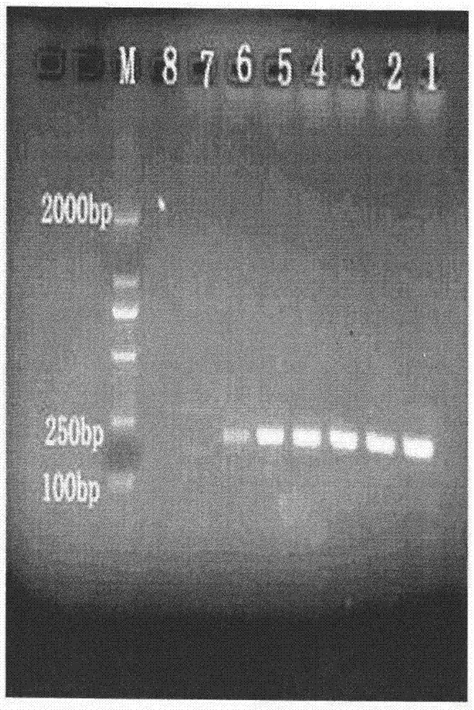 Method for rapid identification of Carpomya vesuviana Costa by specific primers