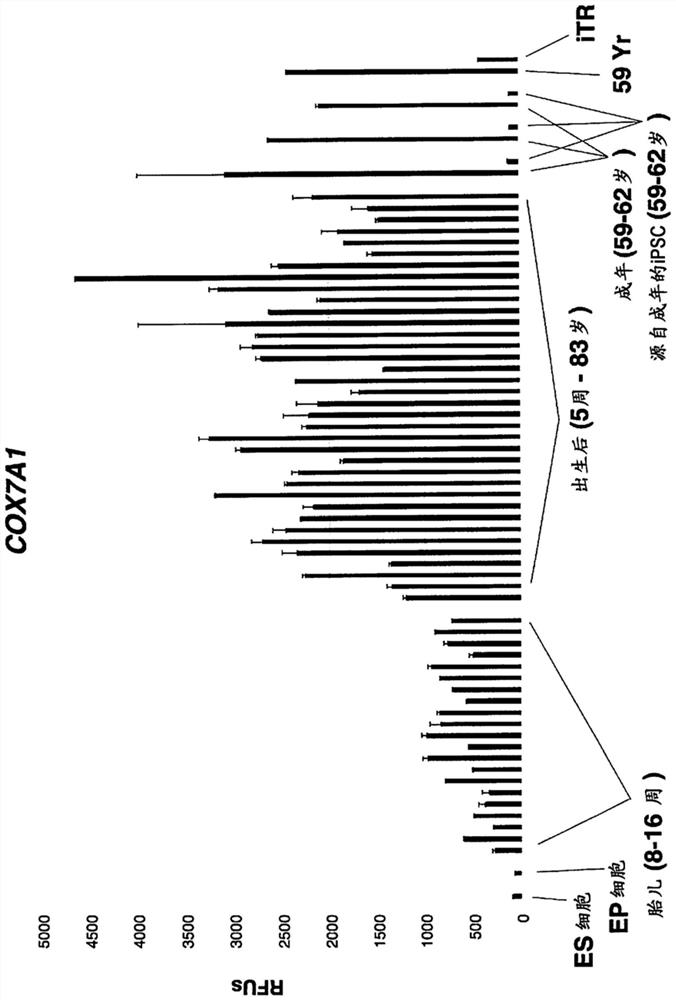 Improved methods for inducing tissue regeneration and senolysis in mammalian cells