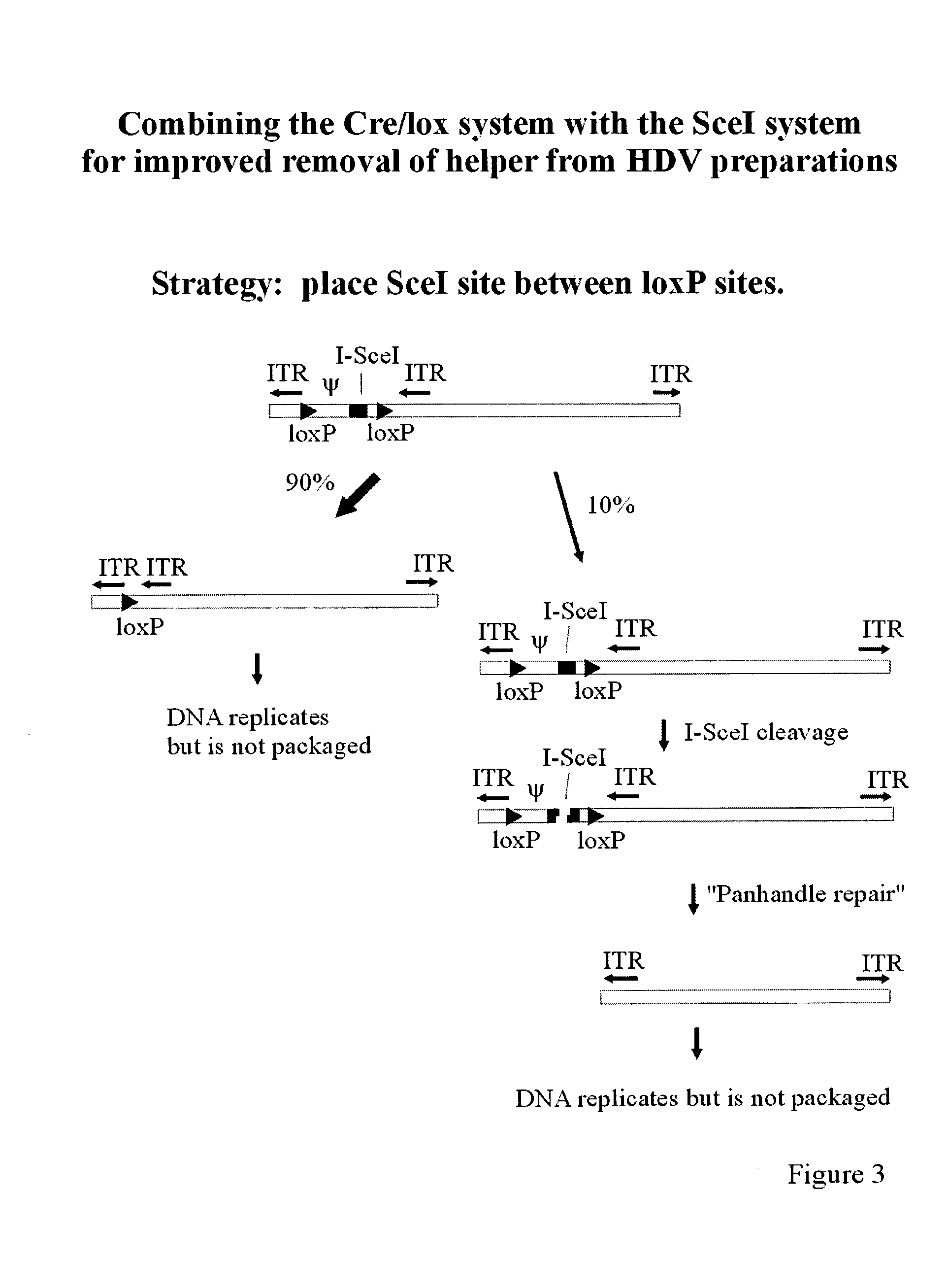 System for production of helper dependent adenovirus vectors based on use of endonucleases