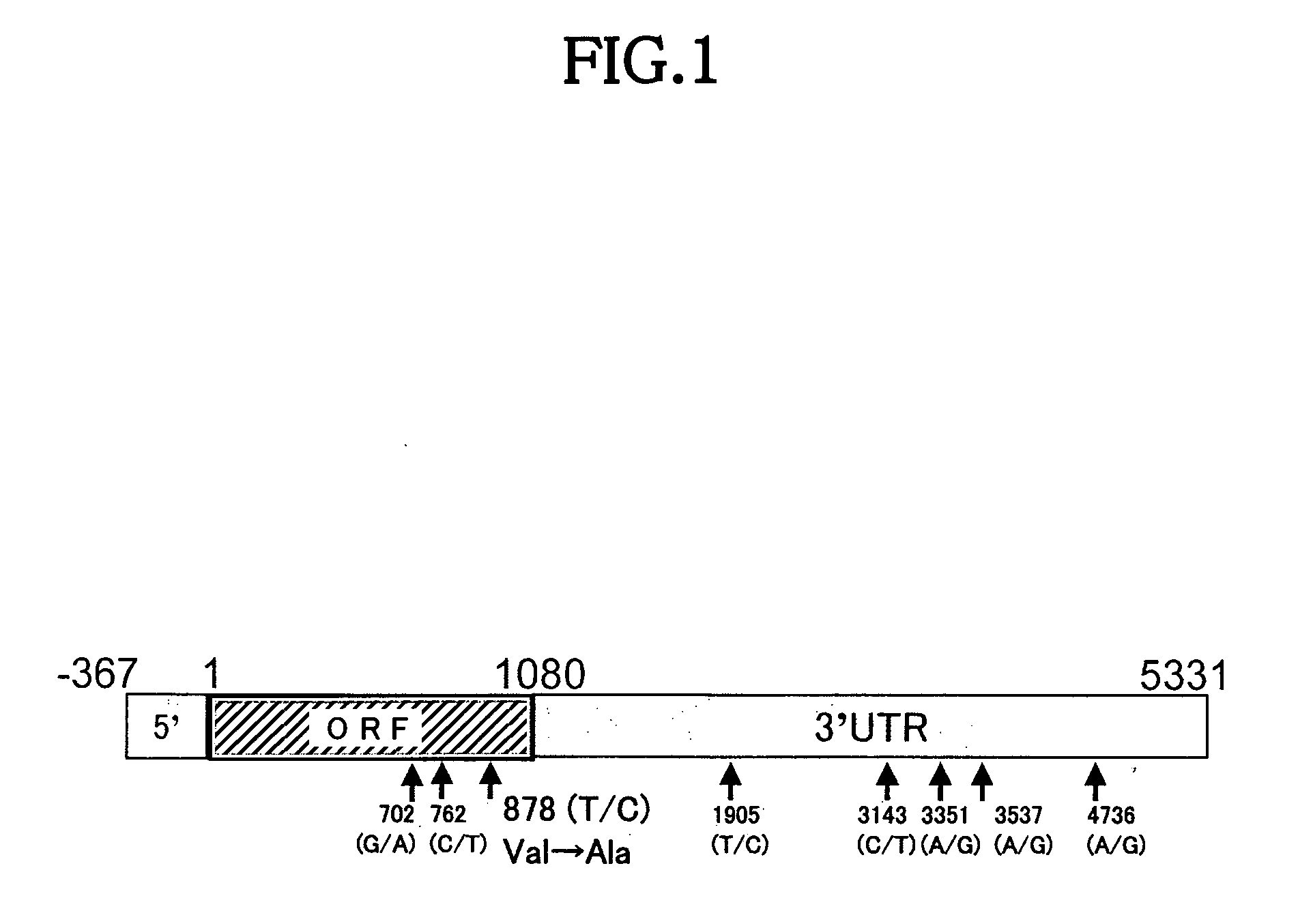 Method for evaluating quality of beef such as taste and texture on the basis of genotype of stearoyl-coa desaturase