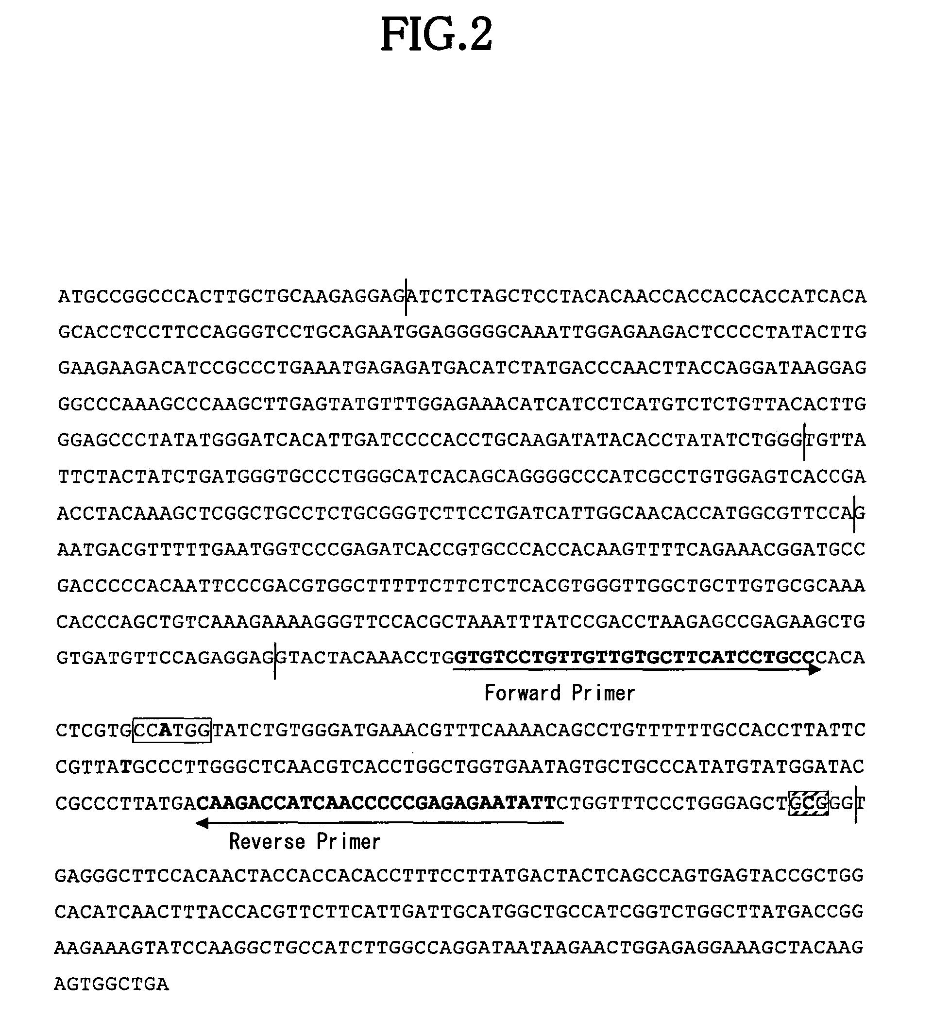 Method for evaluating quality of beef such as taste and texture on the basis of genotype of stearoyl-coa desaturase