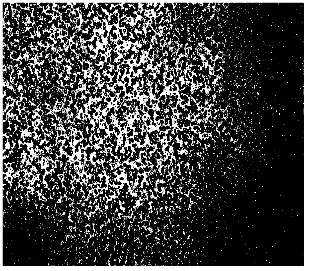 Blumea oil composite microcapsule, preparation method thereof and multifunctional textile preparation method