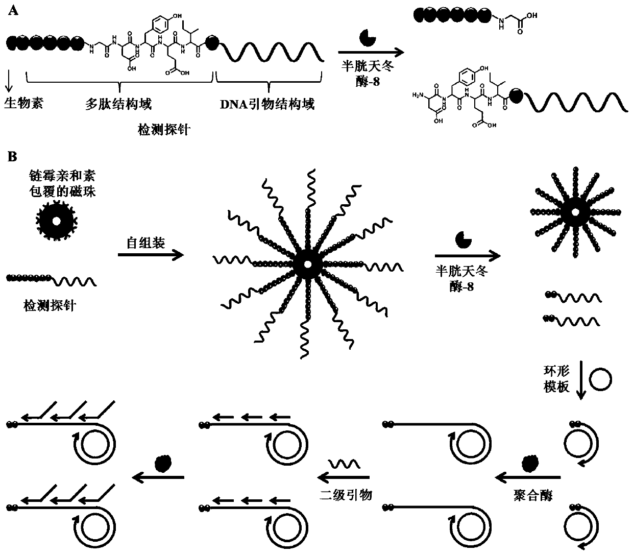 Caspase biosensor, application thereof and detection method of caspase activity