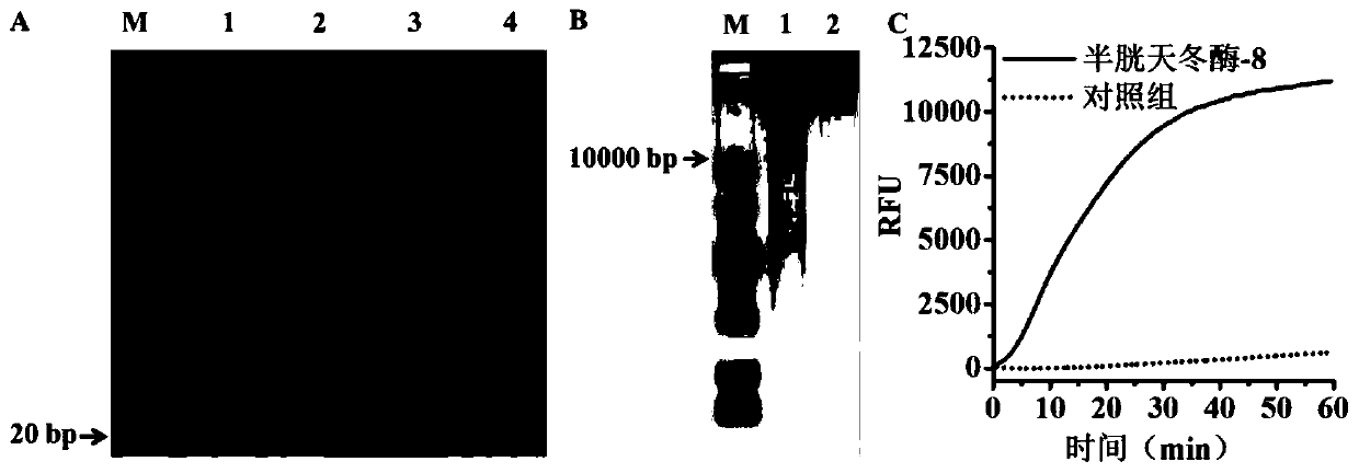 Caspase biosensor, application thereof and detection method of caspase activity